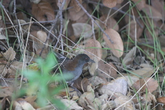 Laterallus jamaicensis coturniculus