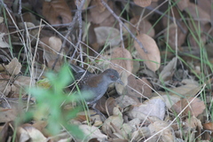 Laterallus jamaicensis coturniculus