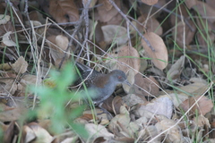 Laterallus jamaicensis coturniculus