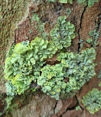 Xanthoria parietina
