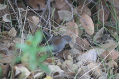 Laterallus jamaicensis coturniculus