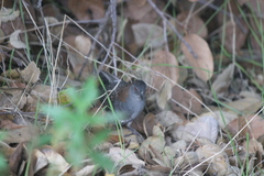 Laterallus jamaicensis coturniculus