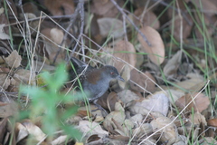Laterallus jamaicensis coturniculus