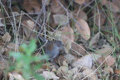 Laterallus jamaicensis coturniculus