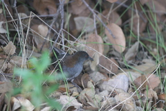 Laterallus jamaicensis coturniculus