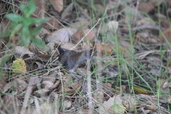 Laterallus jamaicensis coturniculus