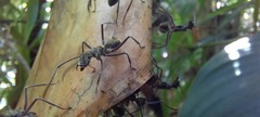 Polyrhachis sexspinosa