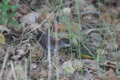 Laterallus jamaicensis coturniculus