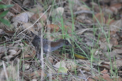 Laterallus jamaicensis coturniculus