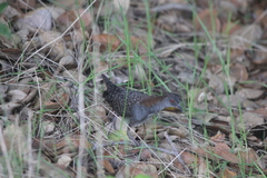 Laterallus jamaicensis coturniculus