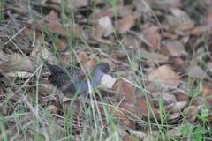 Laterallus jamaicensis coturniculus