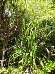 Pandanus sechellarum