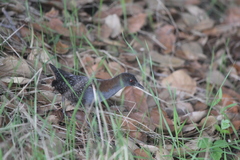 Laterallus jamaicensis coturniculus