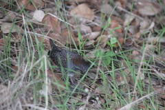 Laterallus jamaicensis coturniculus