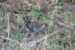 Laterallus jamaicensis coturniculus