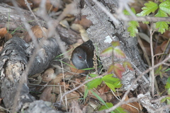 Laterallus jamaicensis coturniculus