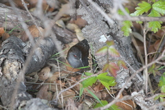 Laterallus jamaicensis coturniculus