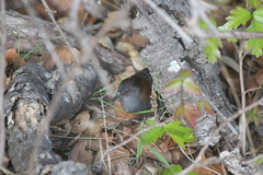 Laterallus jamaicensis coturniculus