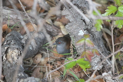 Laterallus jamaicensis coturniculus