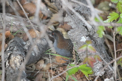 Laterallus jamaicensis coturniculus