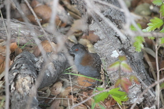Laterallus jamaicensis coturniculus