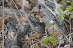 Laterallus jamaicensis coturniculus