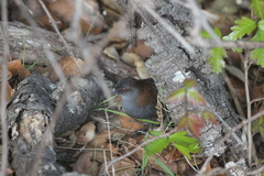 Laterallus jamaicensis coturniculus