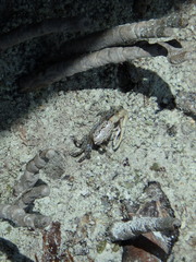 Austruca occidentalis