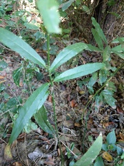 Capparis micracantha