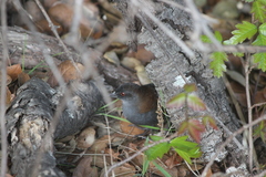 Laterallus jamaicensis coturniculus