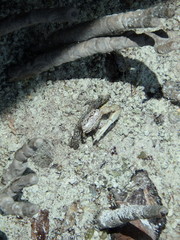 Austruca occidentalis