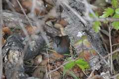 Laterallus jamaicensis coturniculus