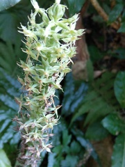 Habenaria stenopetala
