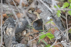 Laterallus jamaicensis coturniculus