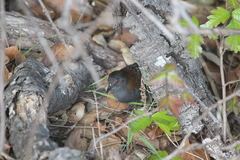 Laterallus jamaicensis coturniculus