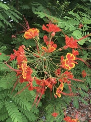 Caesalpinia pulcherrima