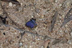 Zizina otis labradus
