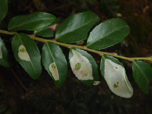 Cameraria nemoris photo 3