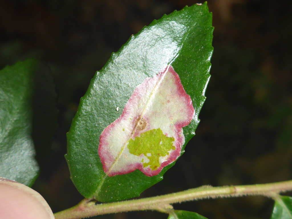 Cameraria nemoris