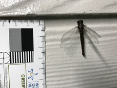 Suhpalacsa lyriformis