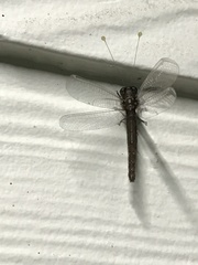 Suhpalacsa lyriformis