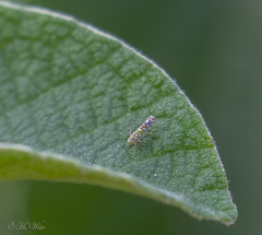 Diceratalebra interrogata