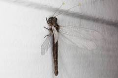 Suhpalacsa lyriformis