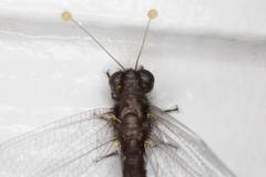 Suhpalacsa lyriformis