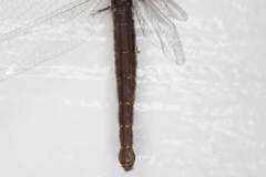 Suhpalacsa lyriformis