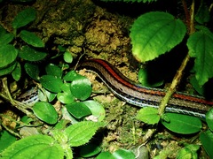 Calliophis intestinalis