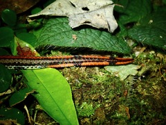 Calliophis intestinalis