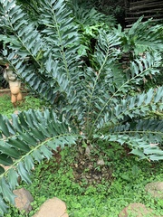 Encephalartos ferox
