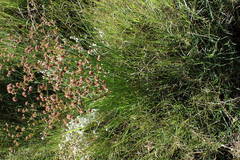Juncus oxycarpus