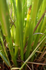Juncus oxycarpus